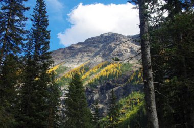 A scenic view of a rocky mountain with trees in the foreground in Banff National Park