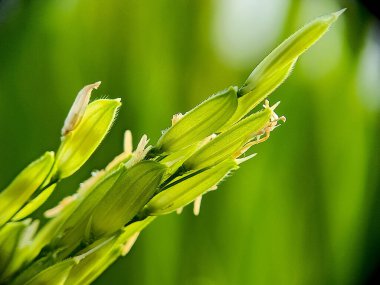 A selective focus shot of a green couch plant
