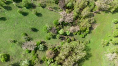 The beautiful bird's eye view of the green trees in the meadow.