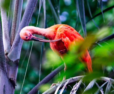 A closeup shot of a red ibis bird perching on a palm tree