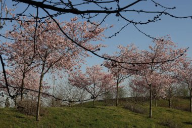 A beautiful view of a landscape with blossomed trees