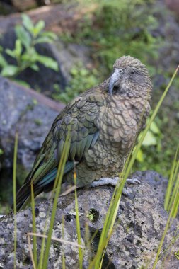 Nesli tükenmekte olan Kea, dünyanın en zeki kuşlarından biri. Yeni Zelanda 'ya özgü ve şu anda gerilemekte olan korunan bir tür (2022 )