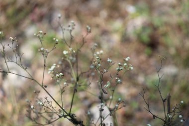 A selective focus shot of common baby's breath (gypsophila paniculata)