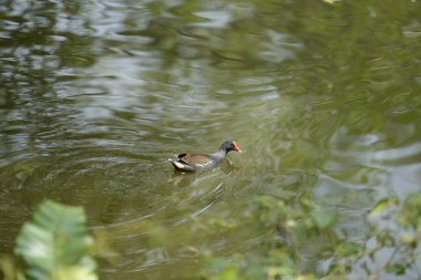 A common moorhen (gallinula chloropus) swimming in the lake