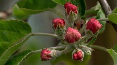A closeup of fresh pink flower buds blooming on an apple tree in spring