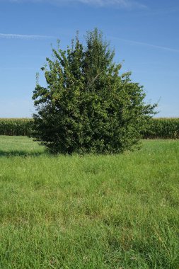 Wellingen, Almanya 'da güzel bir ormanın dikey görüntüsü
