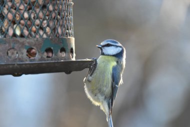 a closeup shot of a beautiful bird on a bird feeder