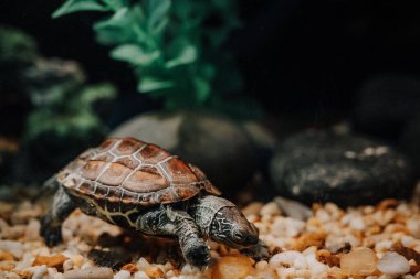 Akvaryumun içinde bir kaplumbağanın yakın çekimi.