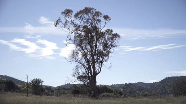 Yellow Ironbark Tree Grown Field Blue Sky Summer — Stock Photo, Image