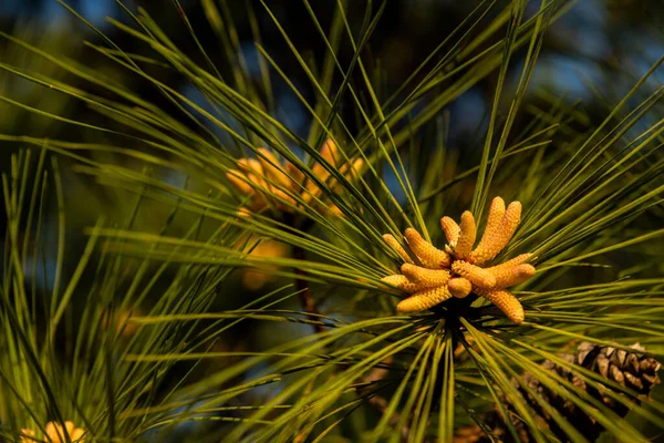 Closeup Shot Detail Blossom Pinus Massoniana Green Leaves Garden Sunny — Stock Photo, Image