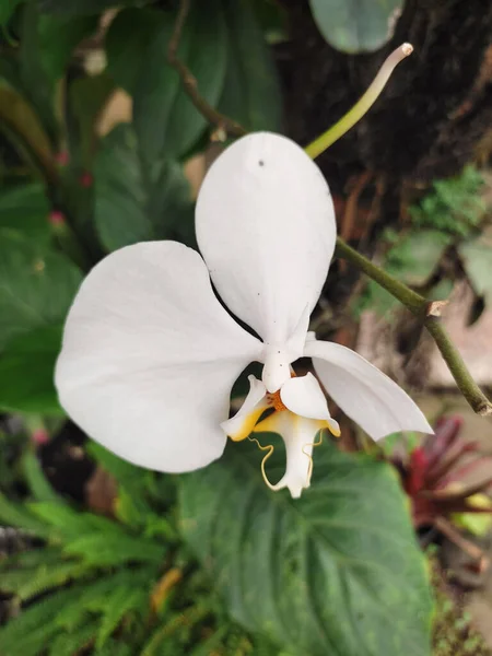 Vertical Closeup Shot Beautiful Phalaenopsis Amabilis Blooming Garden — Stock Photo, Image
