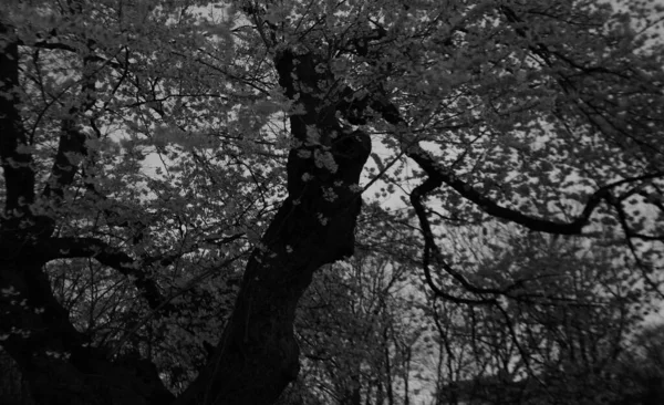 Grayscale Low Angle Shot Cherry Blossoms — Stock Photo, Image