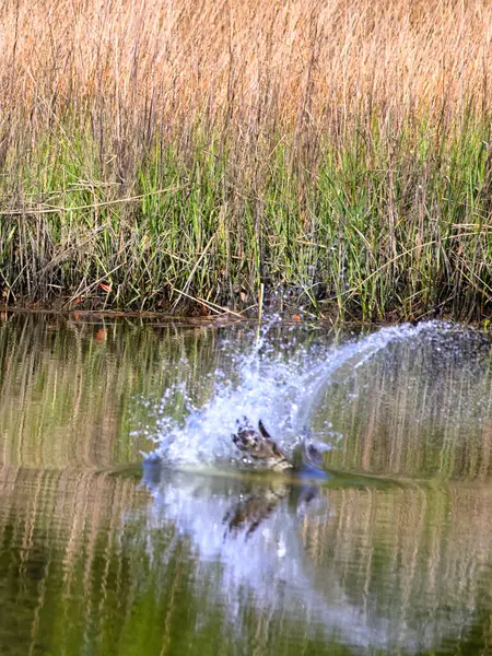 Su yüzeyine su sıçrayan bir kuşun güzel bir görüntüsü.