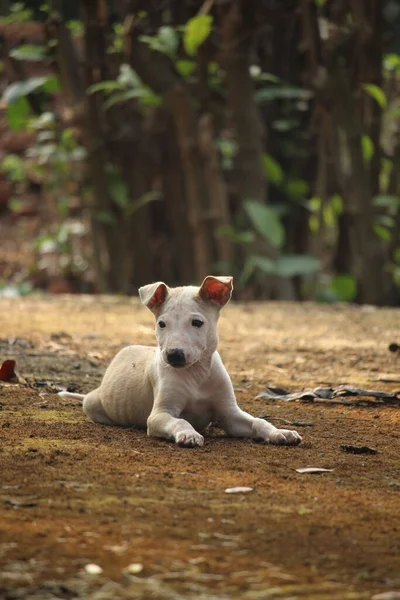 Small Puppy Lying Ground Dhaka Bangladesh — Stock Photo, Image