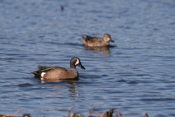 A beautiful view of a cute duck swimming in the lake