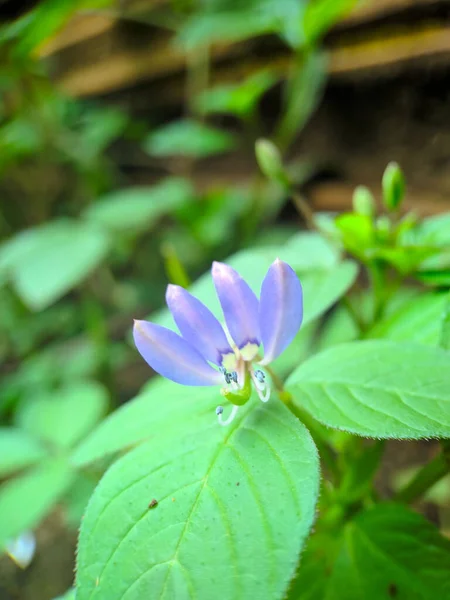 Primer Plano Una Flor Silvestre Púrpura Con Hojas Grandes Creciendo —  Fotos de Stock