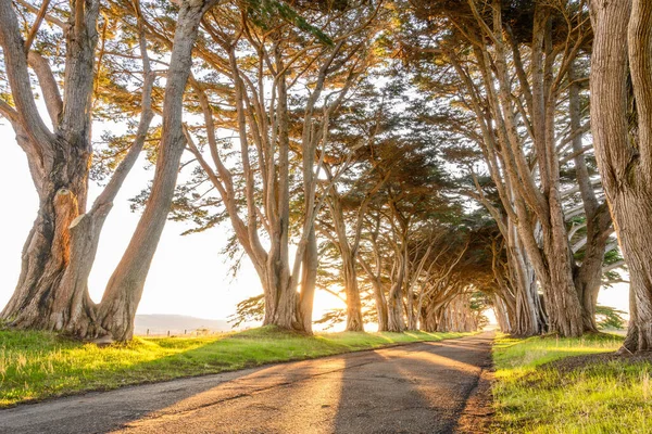 A beautiful shot of a path in the Cypress Tree Tunnel, Scenic spot in California, USA at sunset time