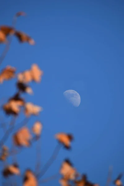 Vertical Shot Waxing Gibbous Moon Blue Sky Blurred Tree Leaves — Stock Photo, Image