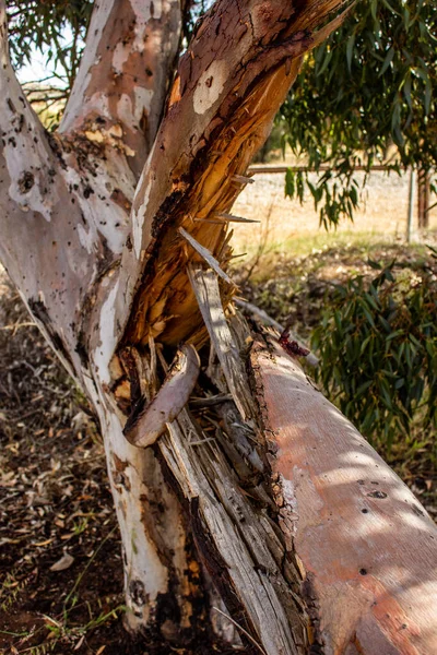 Vertical View Cracked Tree Limb — Foto de Stock
