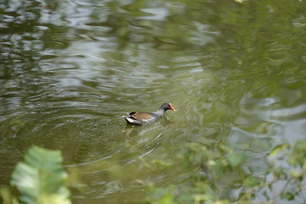 A common moorhen (gallinula chloropus) swimming in the lake