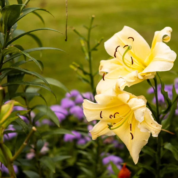 Yellow Lily Flowers Botanical Garden Bucharest — Fotografia de Stock