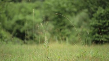 A closeup of grass waving at wind in the forest Ticino, Switzerland