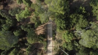 An aerial view of a path in a forest on a sunny day
