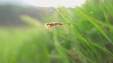 A beautiful shot of  fields with trees in the distance under a blue cloudy sky at daytime