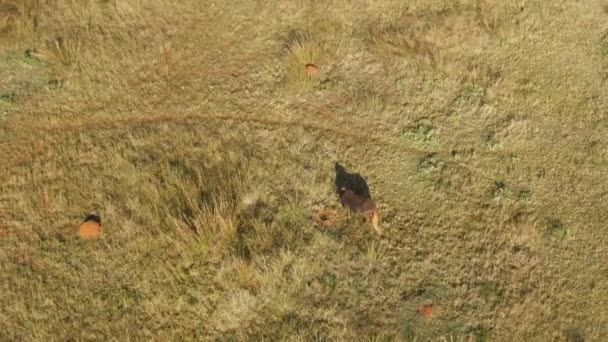 アフリカの草原での野生の放牧のトップビュー — ストック動画