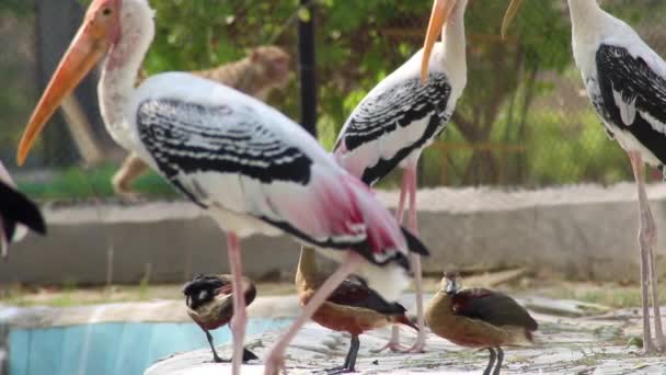 Closeup View Painted Storks Cute Little Ducklings Daylight — Video Stock