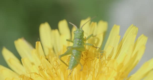 Macro Footage Great Green Bush Cricket Tettigonia Viridissima Yellow Dandelion — Video