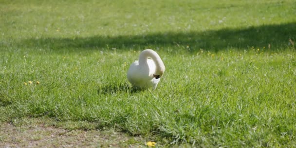 Mute Swan Cygnus Olor Scratching Itself Grass — Vídeos de Stock