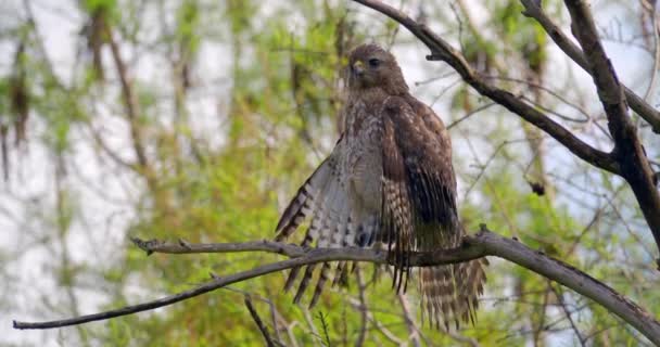 Red Shouldered Hawk Buteo Lineatus Branch Boynton Beach Florida Wetlands — Stockvideo