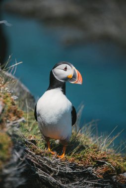 A vertical closeup of the Atlantic puffin, Fratercula arctica, also known as the common puffin.