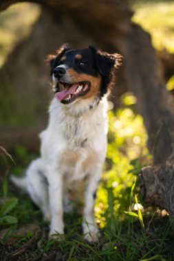 A vertical shot of Border Collier dog standing and looking toward