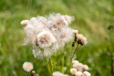 A closeup of Cirsium arvense, field thistle against the blurry green background.