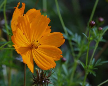 A closeup of a Sulfur cosmos flower on a blurred background