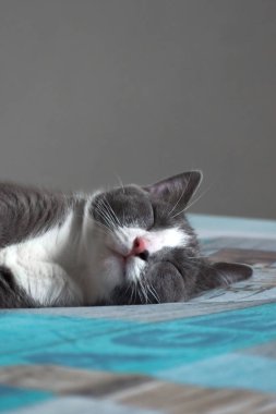 A vertical shot of a cat sleeping on the bed