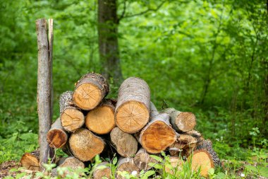 A closeup of huge logs in Csacsi arboretum in Zalaegerszeg, Hungary