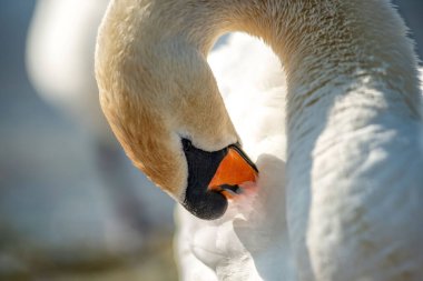 A macro shot of a white swan hiding its beak in the feathers