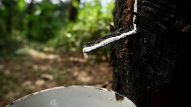 A closeup shot of white latex rubber tapping from a rubber tree