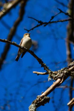 Bir ağaç dalına tünemiş isabelline örümceği (lanius isabellinus) düşük açılı görüntüsü.