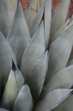A vertical macro of cactus plant in Sedona, Arizona, US