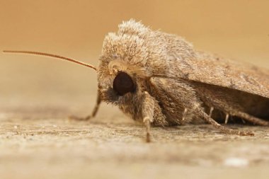 Belirsiz baykuş güvesinin detaylı yüz görüntüsü, Hoplodrina octogenaria bahçede tahtada oturuyor.
