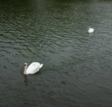The two adorable swans swimming in the river Severn in Shropshire, England