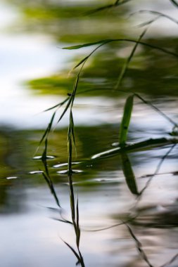 The vertical shot of green fresh twigs on a river lake with blurred effect