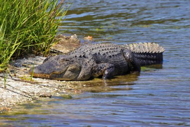 Nehir kenarındaki Amerikan timsahı. Timsah Missippiensis.