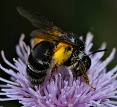 A macro shot of a bumblebee pollinating a tiny purple flower