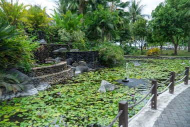 A pond covered with lily pads on Tahiti island, French Polynesia