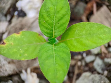 A closeup shot of the green leaves of a young Burweed plant in a garden